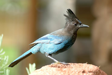 Stellers Jay - Bob Healey