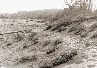 Island View Beach #3 - Photo/Graphic by K. Slagboom 1992