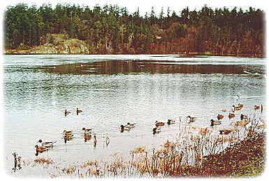 Esquimalt Lagoon (inside) - K. Slagboom Photo